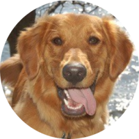 Golden Retriever insurance for Gastroenteritis