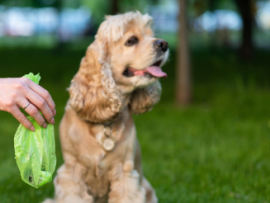 Cocker spaniel with green poop bag 