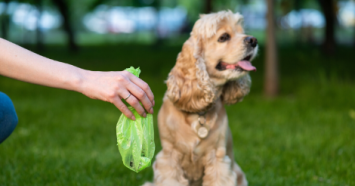 Cocker spaniel with green poop bag 