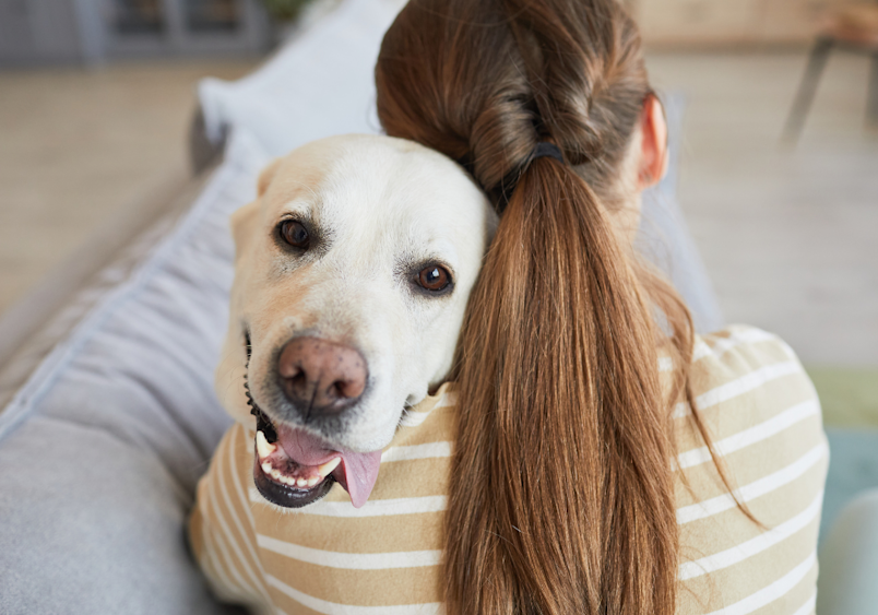 Go dogs see humans as part of their pack? in this image, a smiling yellow Labrador with a gentle expression rests its head on the shoulder of a woman with brown hair in a ponytail, wearing a striped shirt, showing how dogs naturally see humans as their trusted companions and sources of comfort.