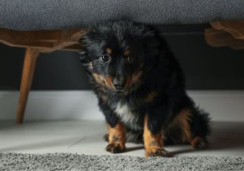 A nervous black and tan small dog hides under furniture, demonstrating classic anxiety behavior commonly seen during storms or fireworks. 