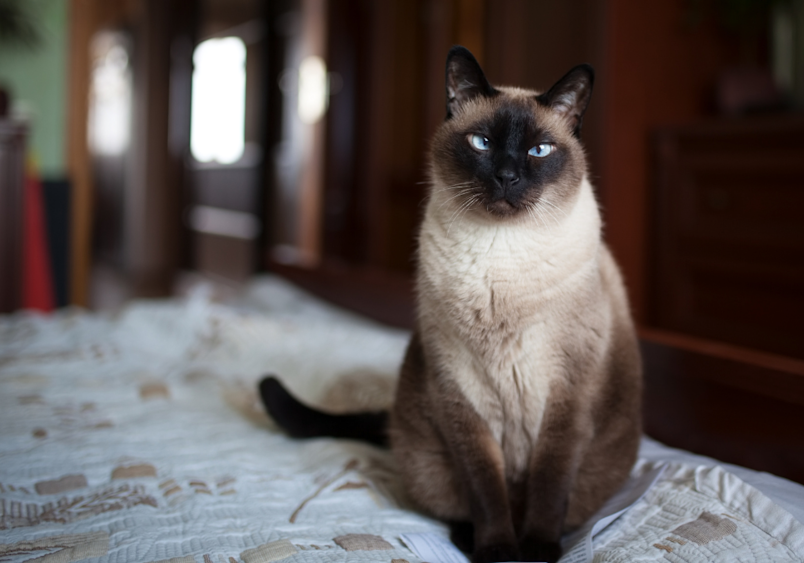 A clingy Siamese cat with striking blue eyes and cream-colored fur with dark points waiting patiently for its human.