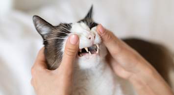 A person gently holds open a black and white cat's mouth for a close-up dental inspection, revealing the cat's teeth and gums in clear detail. This image is ideal for articles covering feline tooth resorption, cat tooth decay, black spots on cat teeth, and related concerns like black lines on a cat tooth or black spots on cat gums. 