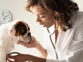 Diabetes in Dogs and Cats