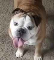 June - English Bulldog