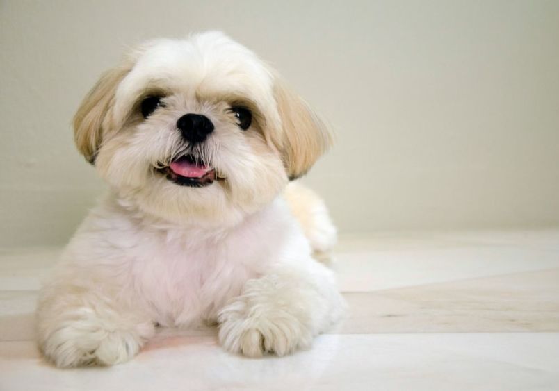 A close-up of a full-grown Zuchon dog, also known as a Shih Tzu-Bichon mix, with fluffy white and beige fur, a friendly expression, and a pink tongue