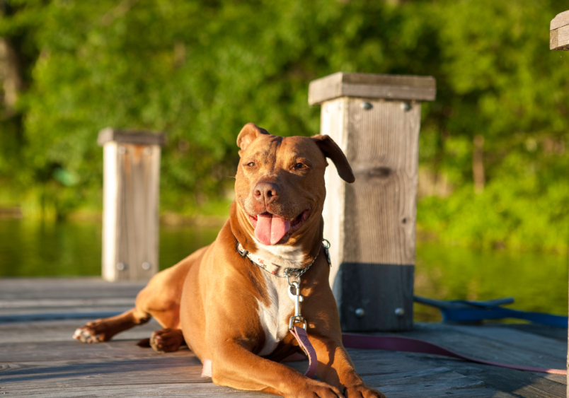 A pit bull looking all beautiful by just laying around in a background of green lush woods.