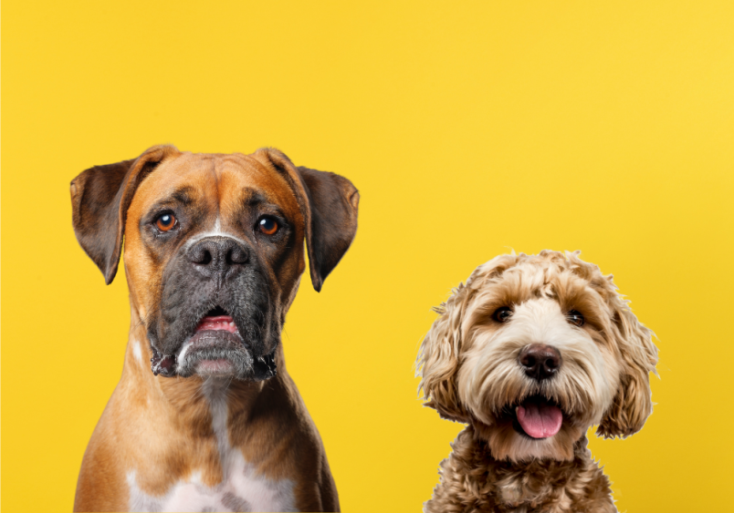 A Boxer alongside the Poodle makes an intriguing pair, and their mix results in the unique Boxerdoodle. This hybrid combines the playful and energetic traits of the Boxer with the intelligence and elegance of the Poodle.