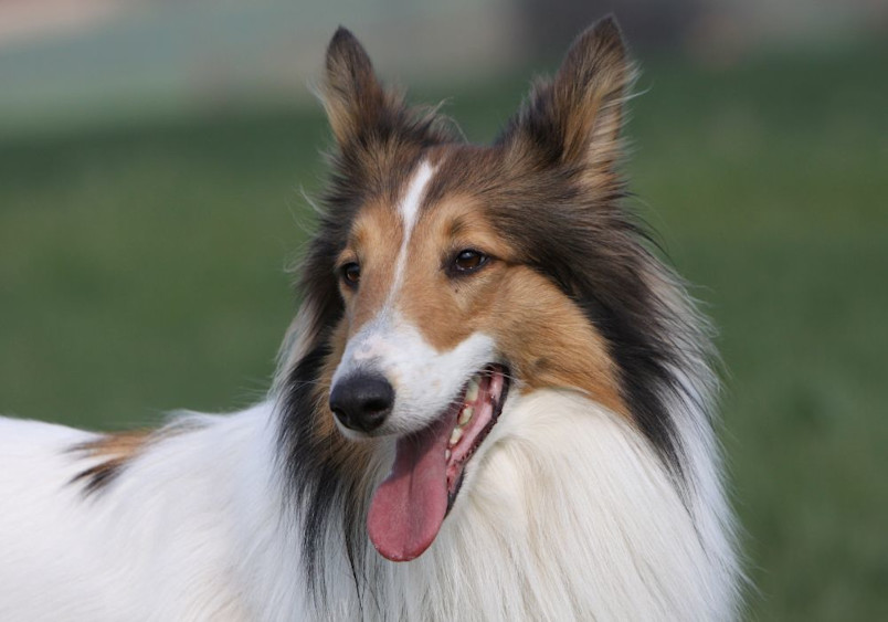 A smooth collie with a white and brown coat, panting happily in a grassy field, demonstrating the sleek elegance of this collie breed.