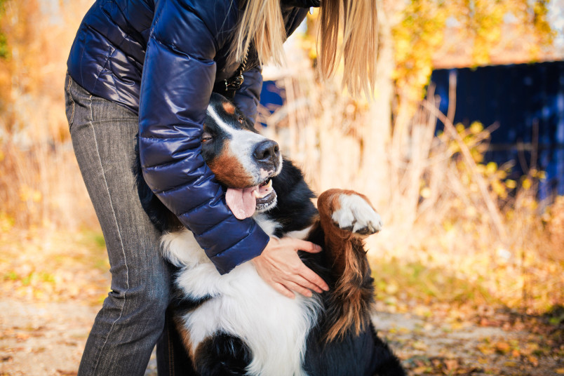 Bernese Mountain Dog Outside with Owner