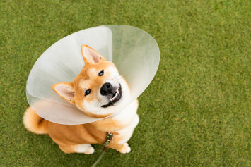 A dog in his cone after getting spayed