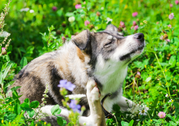 The image shows a dog scratching in a field of flowers illustrating common dog allergy symptoms, such as dog skin allergies and hives on dogs. Understand dog allergies to effectively manage allergic reactions and treat allergy bumps for better pet health and with comprehensive pet insurance coverage.