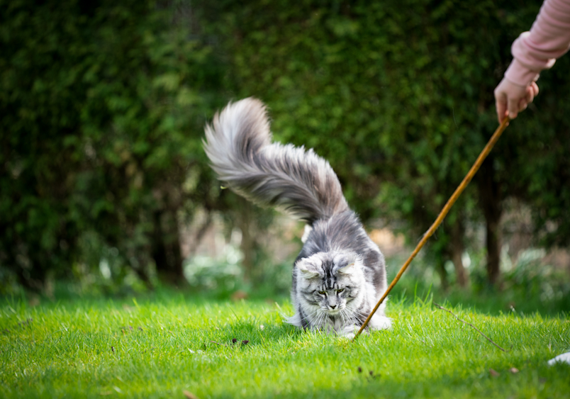 A Maine coon cat with a magnificent tail held high prances across a lush green lawn on a leash, demonstrating how some felines can enjoy outdoor adventures safely while their owner guides them through nature's playground.