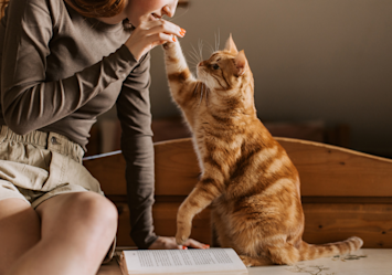 A ginger tabby cat reaches up to touch paws with their person in a warm, intimate moment, perfectly illustrating why cats become clingy companions who seek connection and physical closeness with the humans they've become attached to.