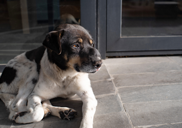 A black, white, and tan dog with a visible growth on the bridge of its nose rests on a stone surface, demonstrating how sudden lumps on dog under skin may appear as subtle raised bumps that require veterinary examination to determine whether they're a benign cyst on dog or potentially cancerous tumor.