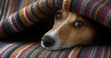 Dog Leggings Now Exist To Protect Your Pet In The Winter Months