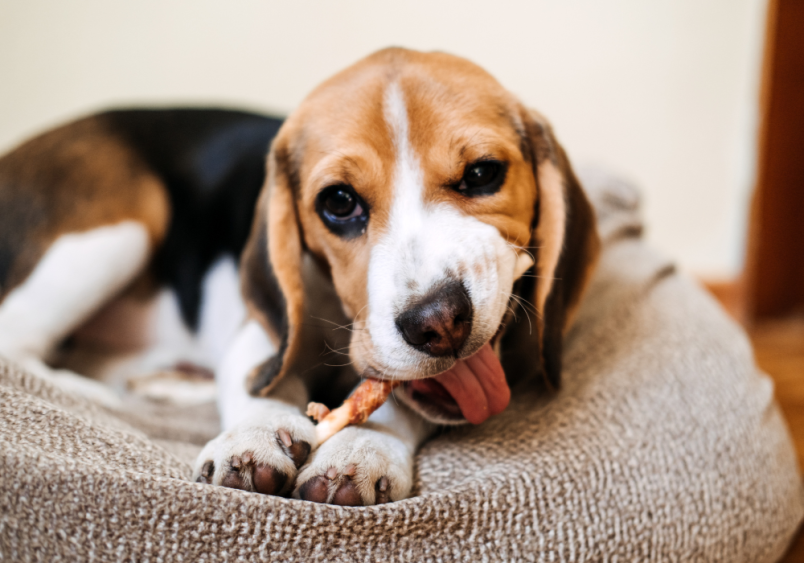 This beagle is lounging while eating his yummy treat.