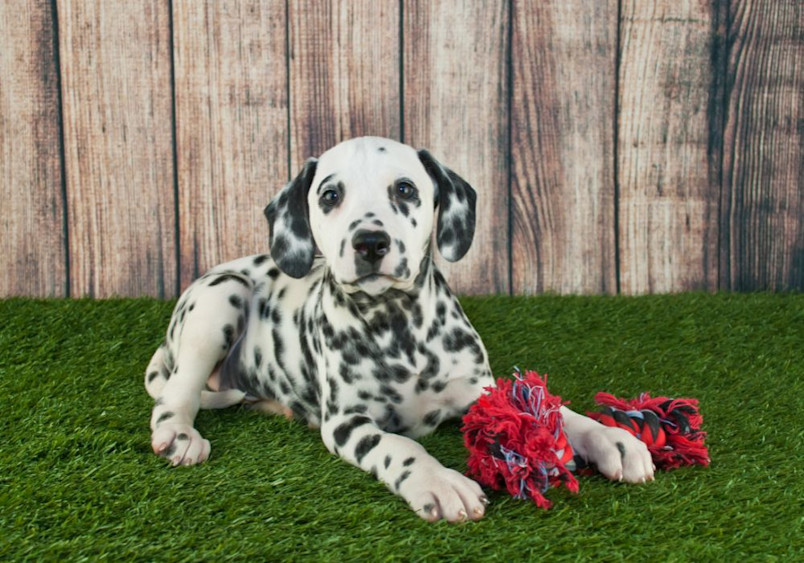 A spotted Dalmatian puppy lies on artificial turf against a wooden fence backdrop, with a red and navy rope toy beside it, showcasing the breed's distinctive black-and-white coat pattern and friendly expression.