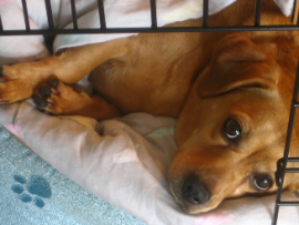 dog resting in crate