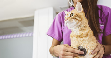vet tech in purple scrubs examining an orange cat