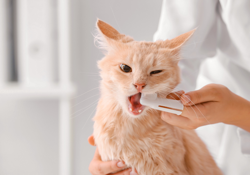 A ginger cat, having its teeth brushed by a professional in the veterinary office, as its initial treatment for cat stomatitis.