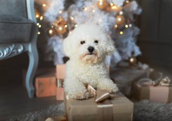 This adorable white dog looks like a teddy bear as it is sitting on a gift box in front of a decorated Christmas tree, exemplifying the teddy bear dog breed. 