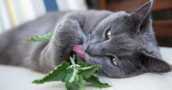 catnip