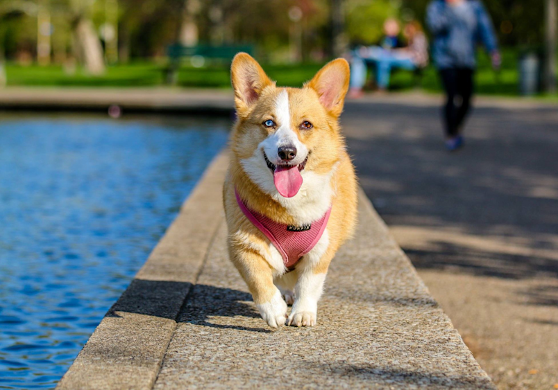 A happy Corgi with perked ears and a bright smile walks along a sunny waterfront path, showcasing the playful personality that makes choosing unique girl dog names such a joy.