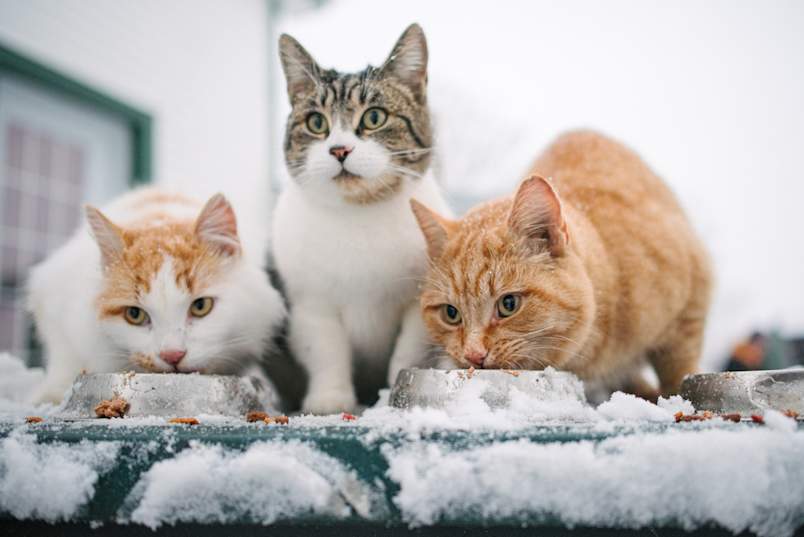 Three hungry cats gathered around metal food bowls during a snowy winter day, eagerly eating their meal. The image features a white and orange cat and a ginger tabby enjoying their food, while a brown tabby and white cat watches attentively in the background. 