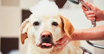 Yellow Labrador with tongue out getting a bath