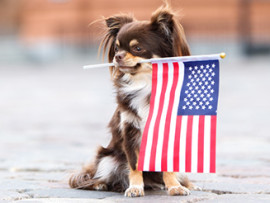 chihuahua-holding-flag-in-mouth