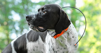hunting dog wearing tracking collar