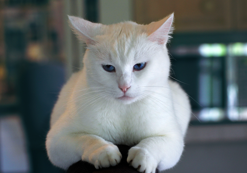 A serene white cat sits with paws tucked beneath its body, its intense blue eyes revealing how cats with arthritis often find comfortable positions that minimize pressure on painful joints.