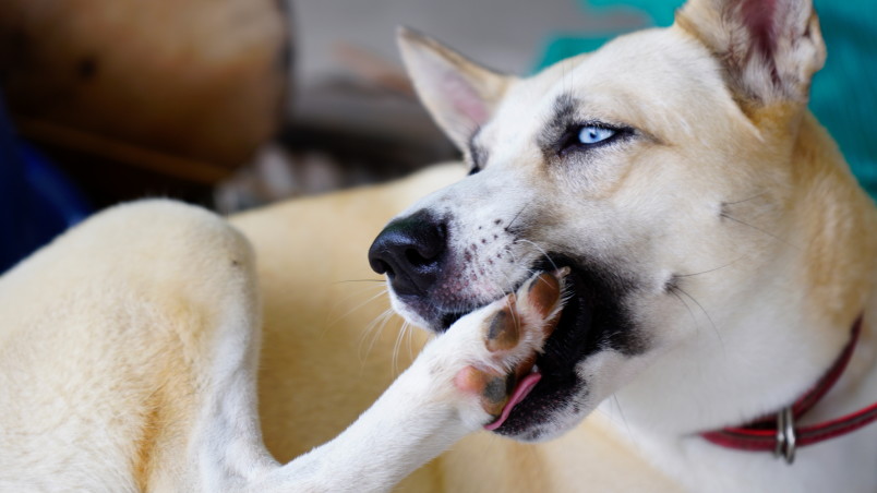 Dog Licking Back Paw