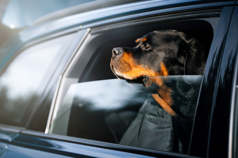 Dog in Hot Car Waiting for Owner