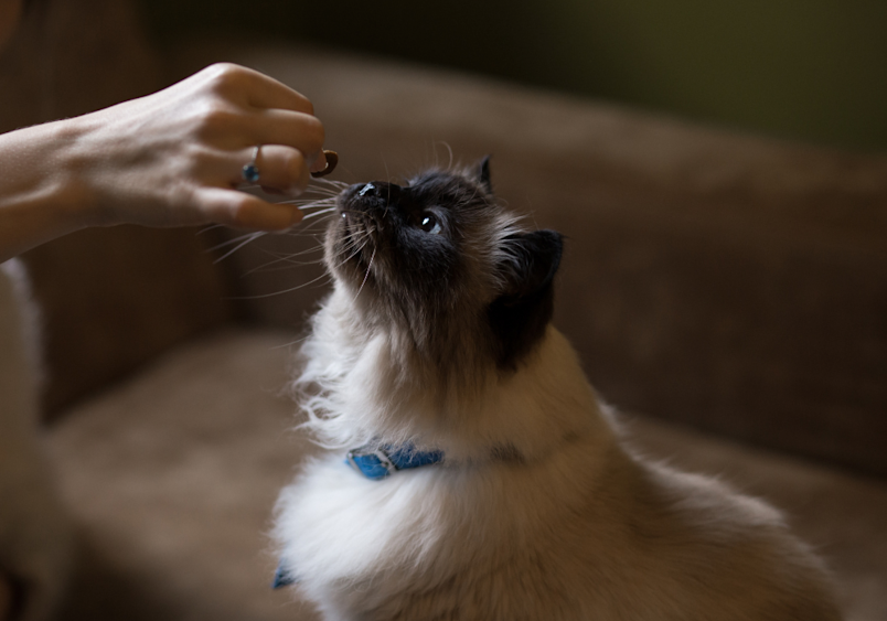 A Himalayan-Siamese cat looks up adoringly at treat time, those stunning blue eyes and plush cream coat glowing with health - a reminder that proper nutrition and care help keep these beautiful felines thriving.