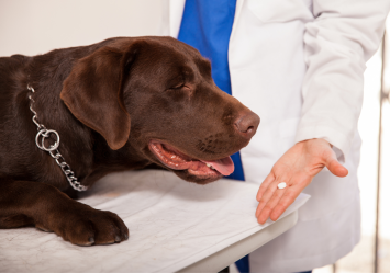 A chocolate labrador looking at a pill, that is being offered by a vet, Could this pill be a tramadol, and if so can dogs take tramadol? What are the potential tramadol side effects for dogs?