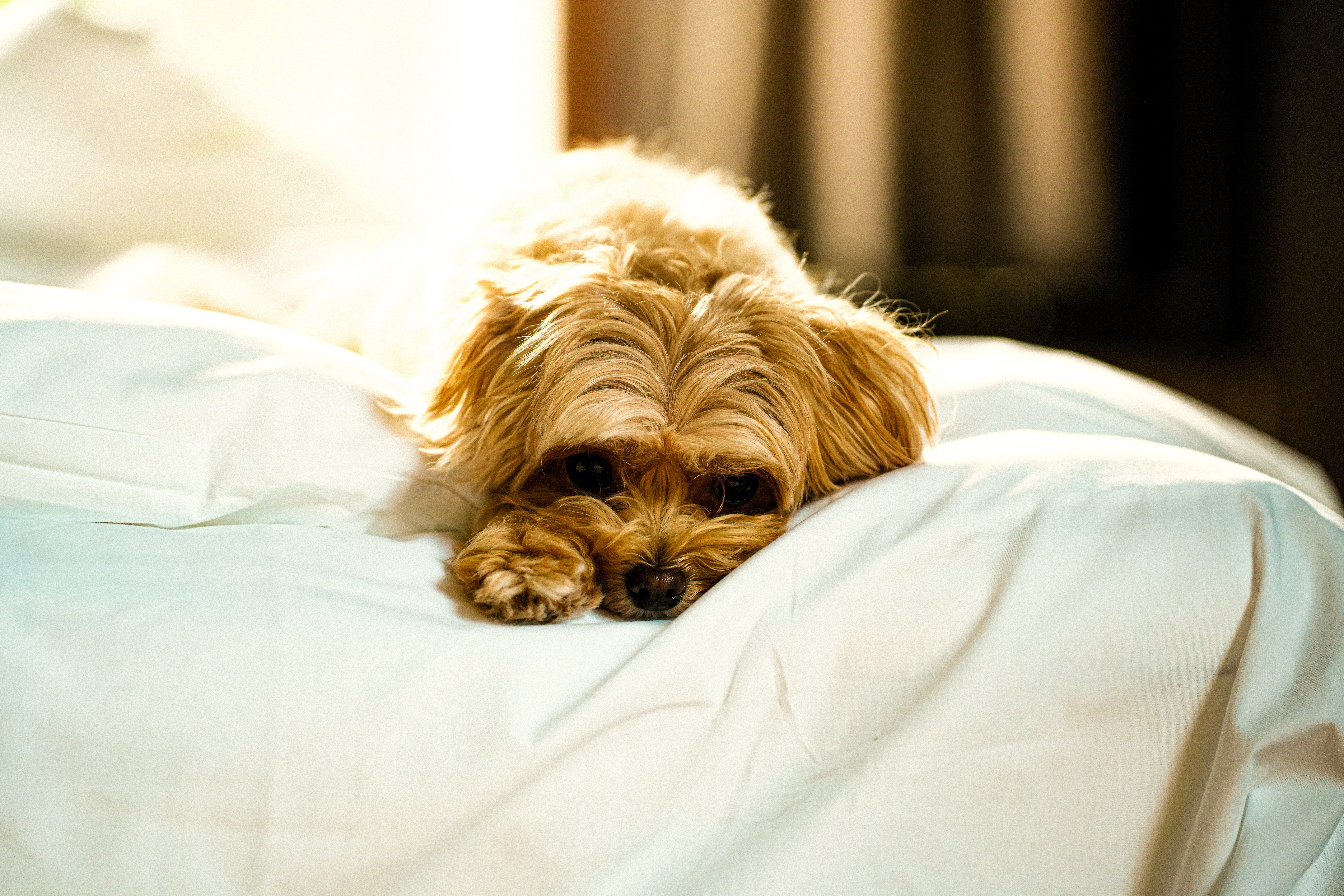 A small apricot terrier mix lies curled on white bedding, head down and eyes low, the kind of subdued, not-quite-right posture that makes owners worry something is wrong. 