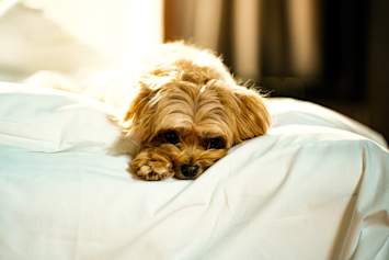 A small apricot terrier mix lies curled on white bedding, head down and eyes low, the kind of subdued, not-quite-right posture that makes owners worry something is wrong. 