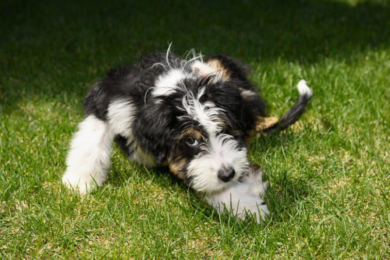 Bernedoodle puppy laying outside