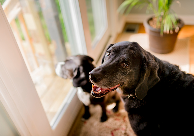 Two black dogs look expectantly out a sunlit window, their gentle grey muzzles and wise eyes reflecting their senior status and prompting thoughts of how a decade of canine life compares to our human timeline.