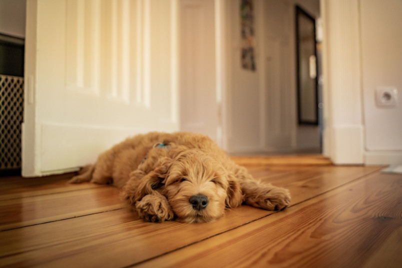 New puppy resting on the floor in his new home