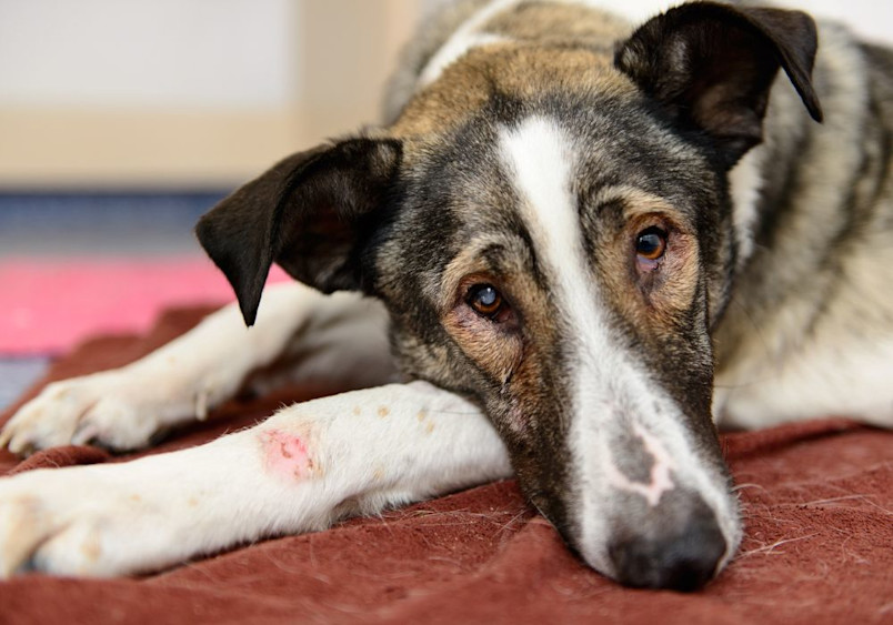 A close-up portrait of a lethargic-looking brown, black and white dog lying on a red blanket with visible signs of illness including tired eyes and a subdued expression.