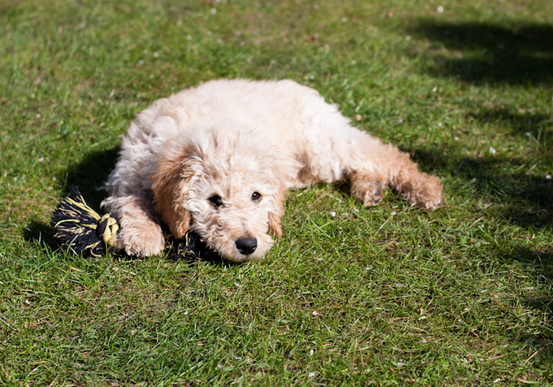 A cream-colored mini labradoodle puppy rests on lush green grass with a rope toy nearby, showcasing the adorable teddy bear face and soft, wavy coat that makes miniature labradoodles such beloved companions for families looking for a small, playful doodle breed.