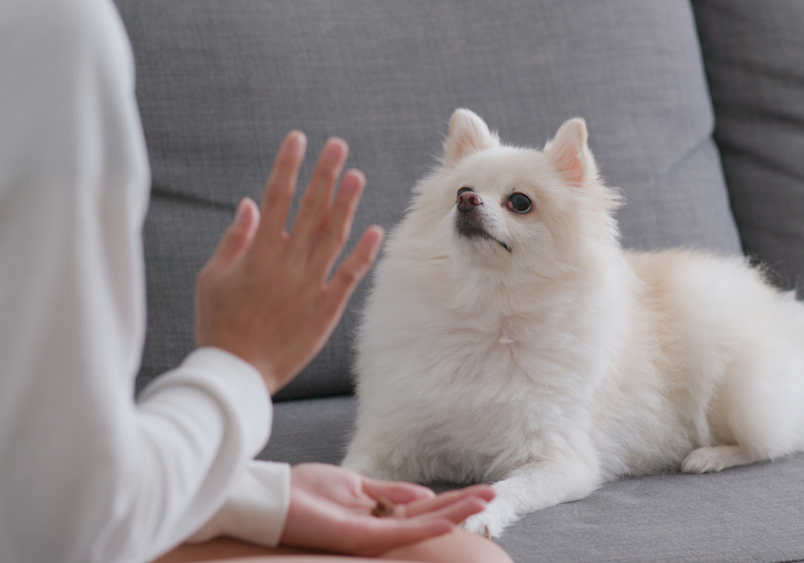 A fluffy, cream-colored Pomeranian attentively watches its owner, who is using a hand gesture while holding a treat during training on a gray couch. This moment perfectly illustrates how do dogs learn their name, as the pup focuses on positive reinforcement and repetition.