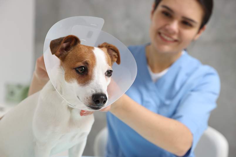 
A smiling veterinarian in blue scrubs fits a plastic recovery cone on a small Jack Russell Terrier mix at a veterinary clinic, representing post-procedure care after neutering or a zinc neuter alternative like Zeuterin