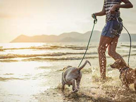 woman playing with dogs on beach