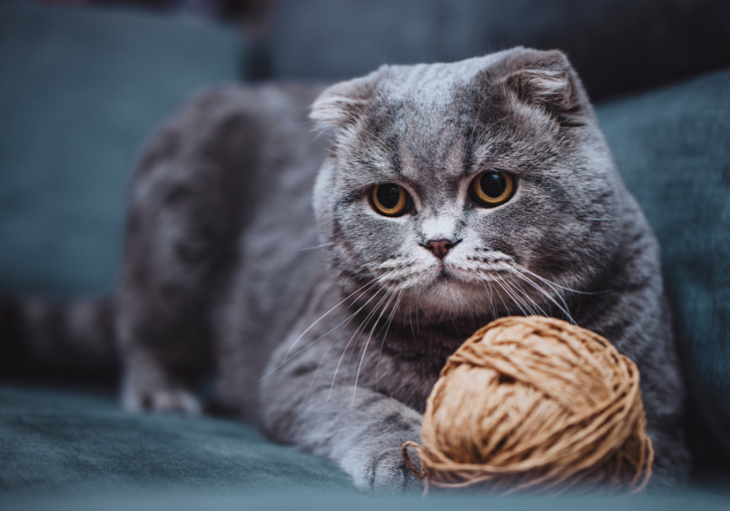 A grey scottish fold cat with folder ear playing with its ball of yarn toy.