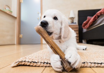 A white puppy actively teething and chewing on a wooden stick while lying on a carpet, demonstrating when puppies lose their baby teeth and common teething behaviors during this developmental stage.