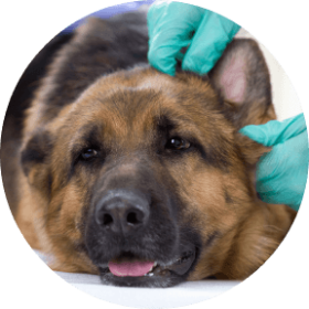 Dog getting an ear examined by a veterinarian